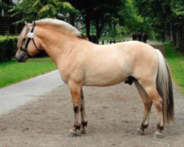 horse Lyngholms Pilou (Fjord Horse, 2016, from Picasso Kaptain)