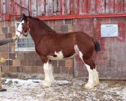 Zuchtstute ADKS Anna (Clydesdale, 2013, von ADKS Luthur)