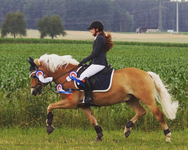 dressage horse Naiv's Niklas (4,10% ox) (Edelbluthaflinger, 2008, from Naiv-Sohn (2,73% ox))