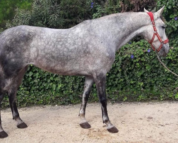 Pferd GARICIA (Andalusier, 2009)