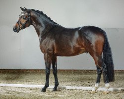 stallion Del Estero II (German Riding Pony, 2013, from Dance Star AT)