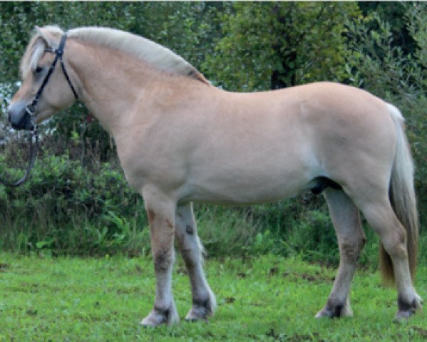 stallion Castro E.323 (Fjord Horse, 2016, from Ninjar D.773)