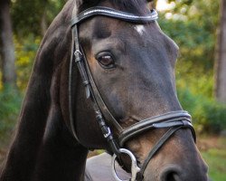 dressage horse Donner-Power (Hanoverian, 2003, from Don Larino 171 FIN)