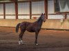 dressage horse Road Runner (Hanoverian, 2018, from Rocco Granata)