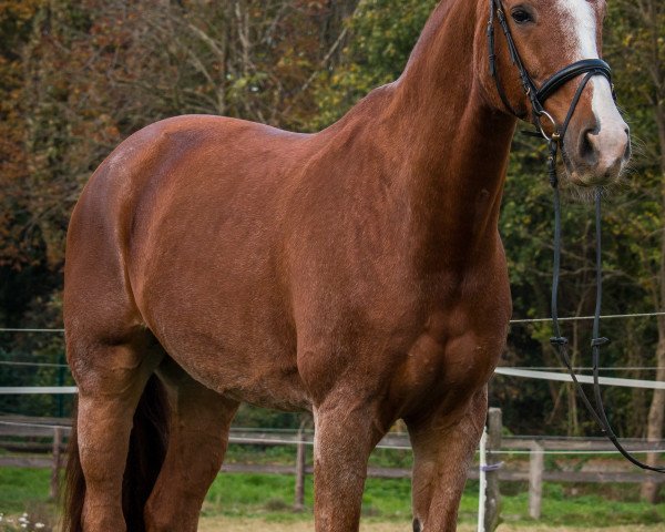 horse Shandor (Rhinelander, 2003, from Silvano)