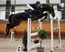 Springpferd Enjoy de La Clairiere (Schweizer Warmblut, 2010, von Epsom d'Utah)