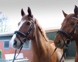 dressage horse Filius Primus (Hessian Warmblood, 2000, from Forsyth)