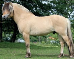 stallion Hassle Kry 20 F (Fjord Horse, 2012, from Haldol Kry)