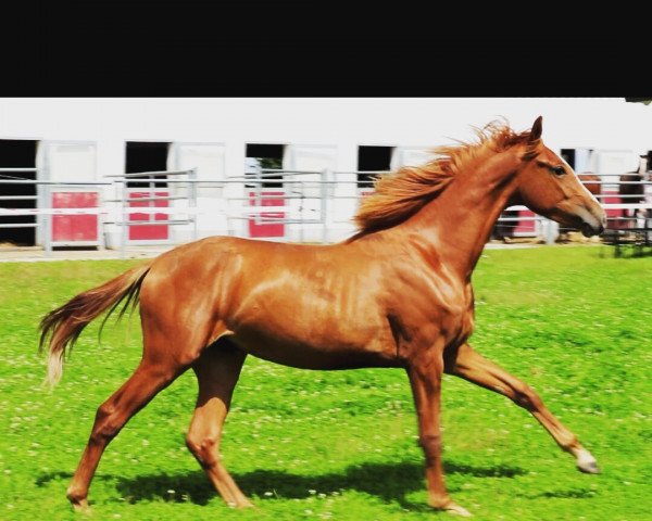 dressage horse Windows EM (German Sport Horse, 2015, from Sezuan)