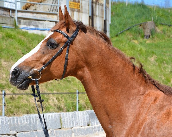 broodmare Zora KWG (Oldenburg, 2005, from Rosenstolz 127 FIN)