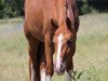 dressage horse Qurico (German Warmblood, 2012, from Quaterback)