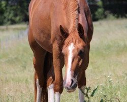 Dressurpferd Qurico (Deutsches Reitpferd, 2012, von Quaterback)