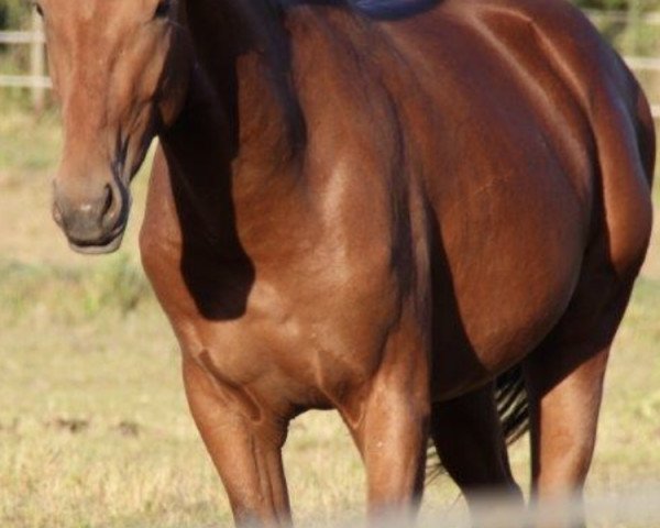 dressage horse Q 14 (Hanoverian, 2014, from Quvée d'Or GT)