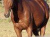 dressage horse Q 14 (Hanoverian, 2014, from Quvée d'Or GT)