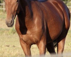 dressage horse Q 14 (Hanoverian, 2014, from Quvée d'Or GT)