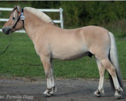 stallion Solfin 321 (Fjord Horse, 2016, from Fjelltor N.2527)