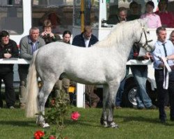 Deckhengst Glencarrig Oscar (Connemara-Pony, 2004, von Glencarrig Prince)