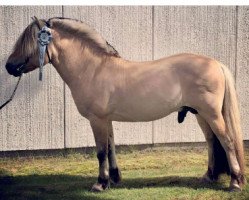 stallion Chalander (Fjord Horse, 2004, from Alexander Lukas)