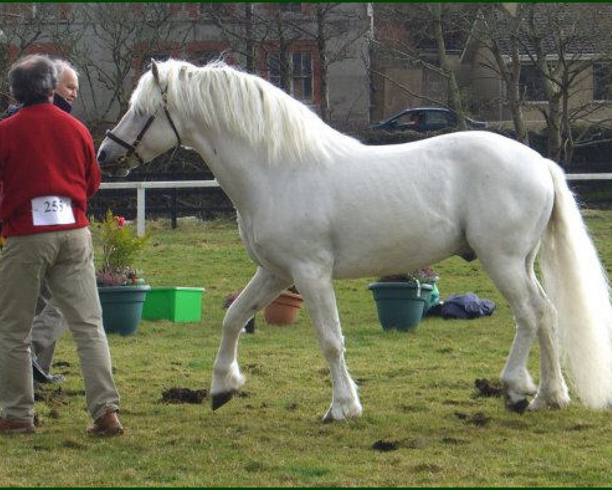 stallion Spiddal Playboy (Connemara Pony, 1996, from Cloonisle Cashel)