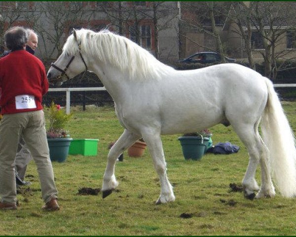 stallion Spiddal Playboy (Connemara Pony, 1996, from Cloonisle Cashel)