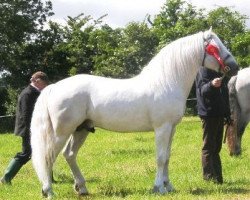 Deckhengst Spiddal Wills Boy (Connemara-Pony, 2004, von Spiddal Playboy)