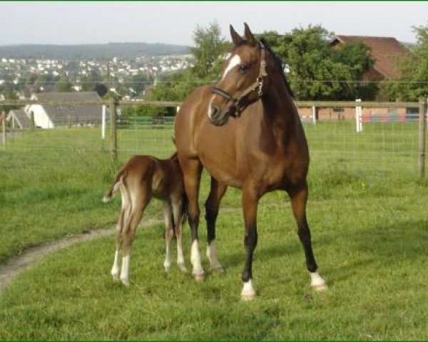 Zuchtstute Oxana CH (Schweizer Warmblut, 1999, von Don Corleone)