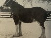 broodmare Whinhill Crystal (Clydesdale, 1983, from Balwill Grandeur)