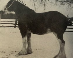 Zuchtstute Whinhill Crystal (Clydesdale, 1983, von Balwill Grandeur)