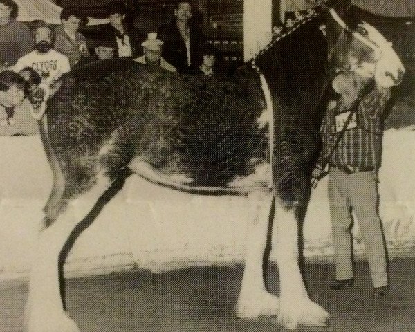 broodmare Thistle Ridge Argyll Beth (Clydesdale, 1992, from Commander Mark Argyll)