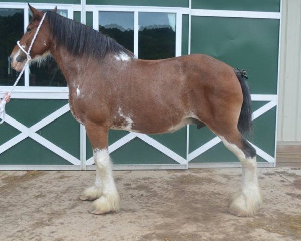 broodmare Adeldale Carly (Clydesdale, 2003, from Thistle Ridge Eaton Jon)