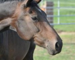 broodmare Dita (Hanoverian, 1994, from Davignon I)