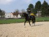 jumper Curtis 35 (Hanoverian, 2003, from Contendro I)