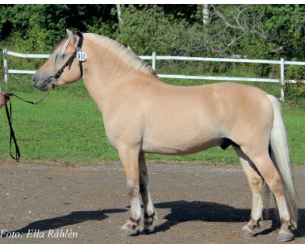 stallion Stormfin (Fjord Horse, 2016, from Fjelltor N.2527)