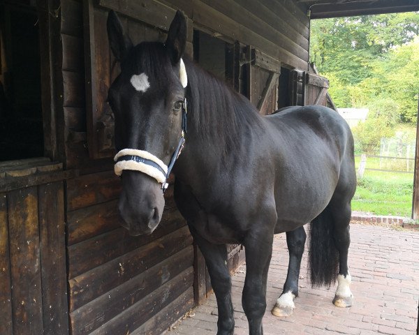 horse Fidel Elmar XV (Noric, 2014, from Franko Elmar XIV)