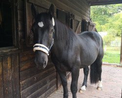 horse Fidel Elmar XV (Noric, 2014, from Franko Elmar XIV)