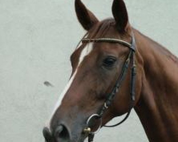 broodmare GB Diamanta (Hanoverian, 1998, from De Niro)