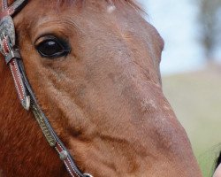 broodmare Hilleri (Württemberger, 1996, from Hyalit)