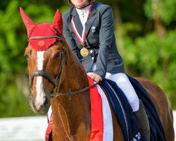 jumper Amore 4 (Hanoverian, 2005, from Quidam's Rubin)