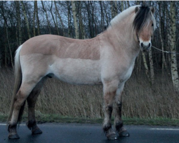 stallion Eclipze (Fjord Horse, 2013, from Kim Hero 8 F)