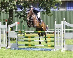 broodmare Skippy Jo Pj (Hanoverian, 2013, from Stakkato)