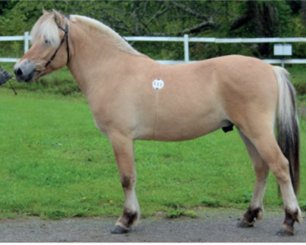 stallion Uddas Hector (Fjord Horse, 2013, from Gandalf)