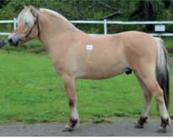 stallion Uddas Hector (Fjord Horse, 2013, from Gandalf)