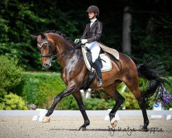 dressage horse Hot Secret 3 (Hanoverian, 2008, from Hotline)