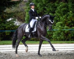 dressage horse Delioh von Buchmatt CH (Swiss Warmblood, 2008, from Danone 4)