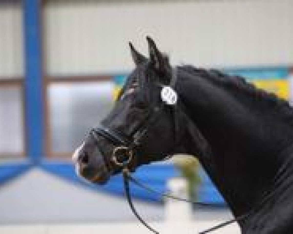 Dressurpferd Don Calypso (Hannoveraner, 2004, von Don Frederico)