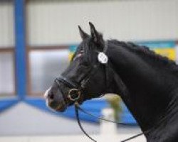 dressage horse Don Calypso (Hanoverian, 2004, from Don Frederico)