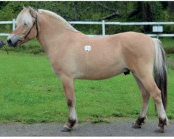 stallion Uddas Jáhve (Fjord Horse, 2015, from Temperament)