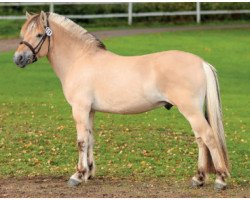 stallion Wile (Fjord Horse, 2016, from Allman 204 SWE)