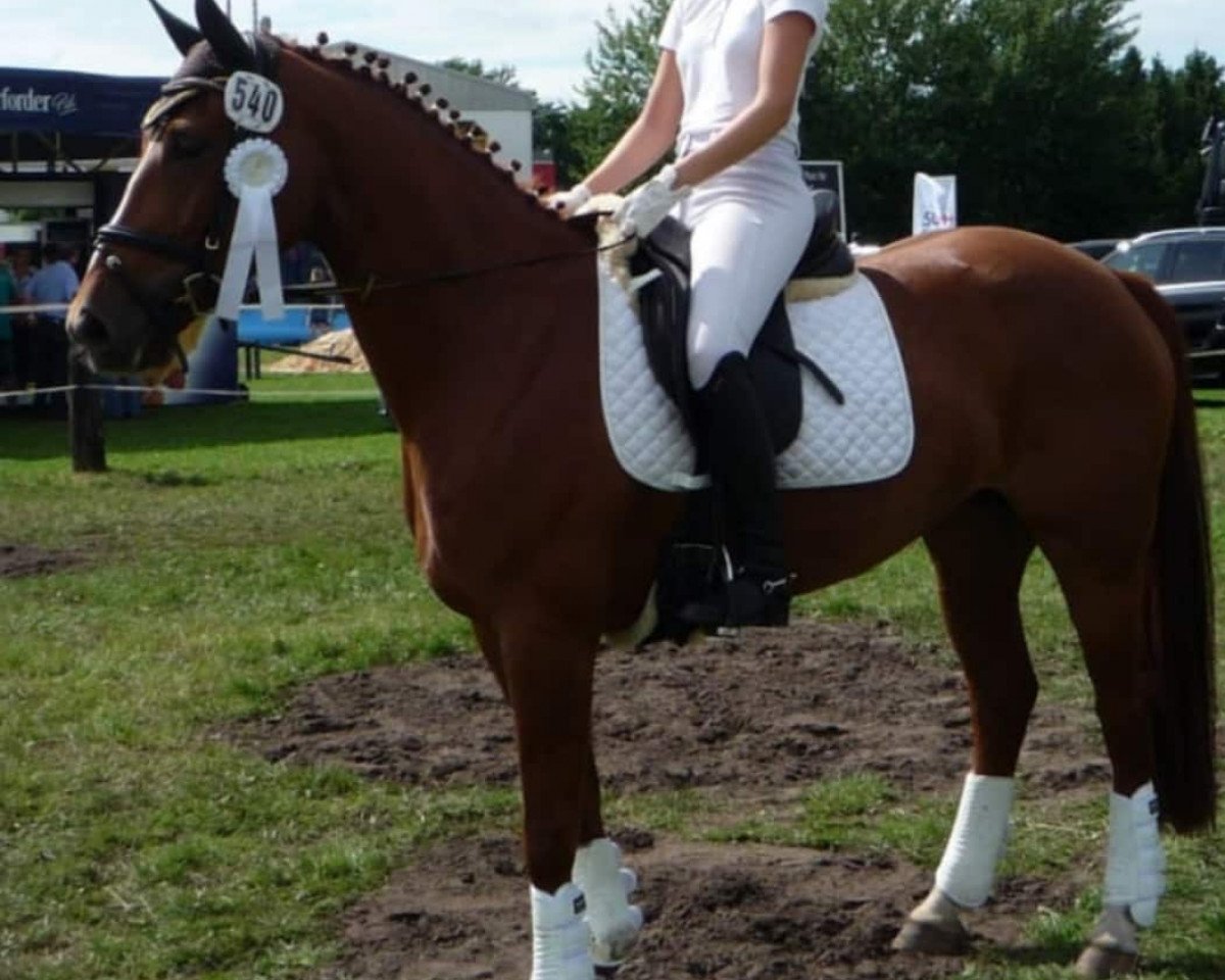 Zuchtstute Paganita (Westfale, 2009, von Peking)