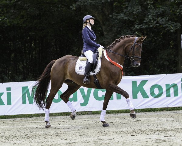 Dressurpferd Silvetta 8 (Deutsches Reitpferd, 2013, von Belissimo NRW)